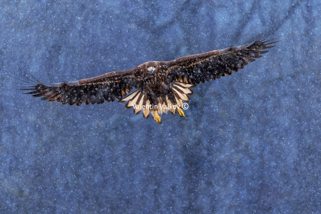 "Flying golden white tailed eagle with open wings attack landing swoop hand" stock image