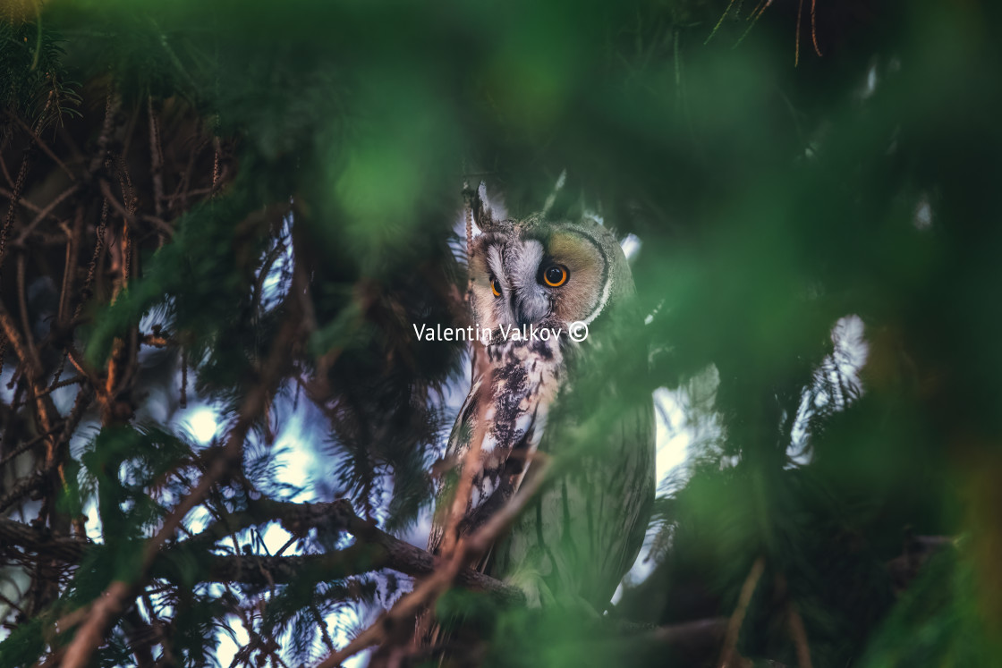 "Long-eared owl wildlife bird watching from a pine tree branch in a mystery wood" stock image