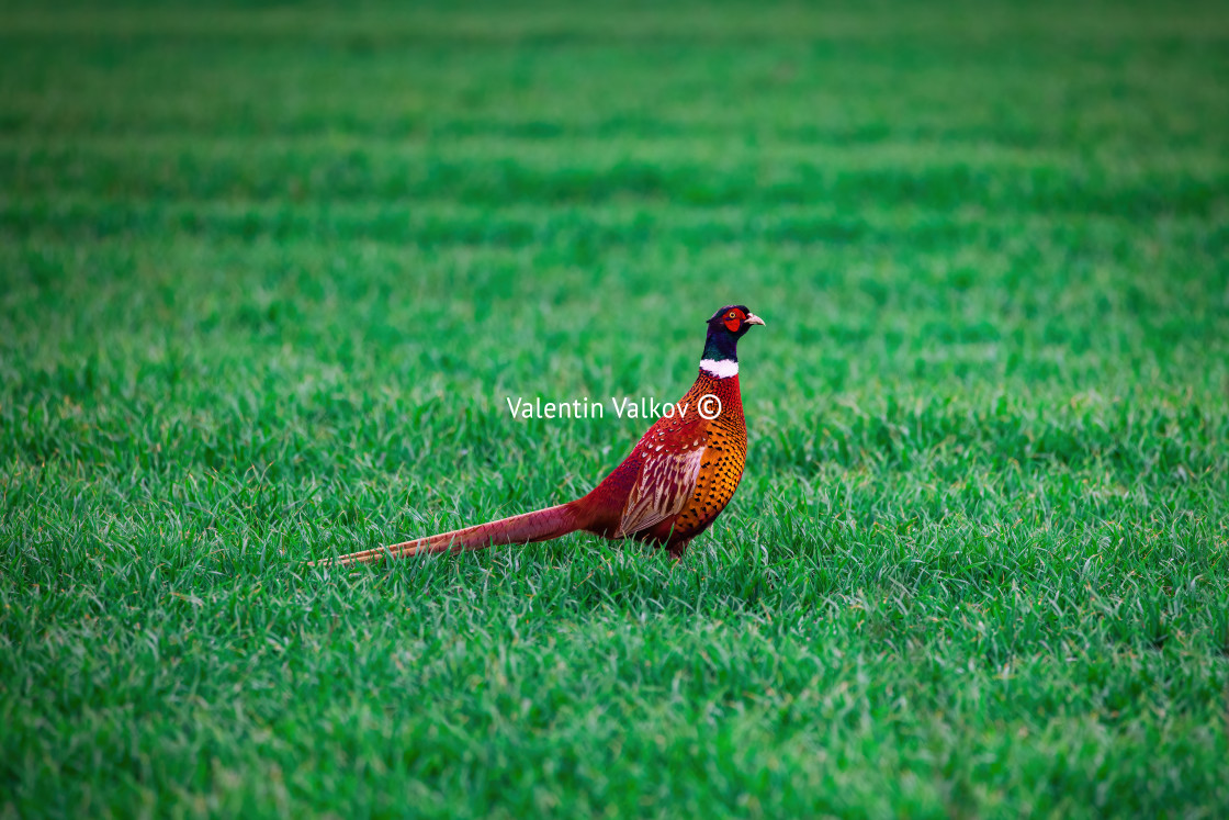 "Golden long-tailed pheasant, wildlife game birds on a green field" stock image