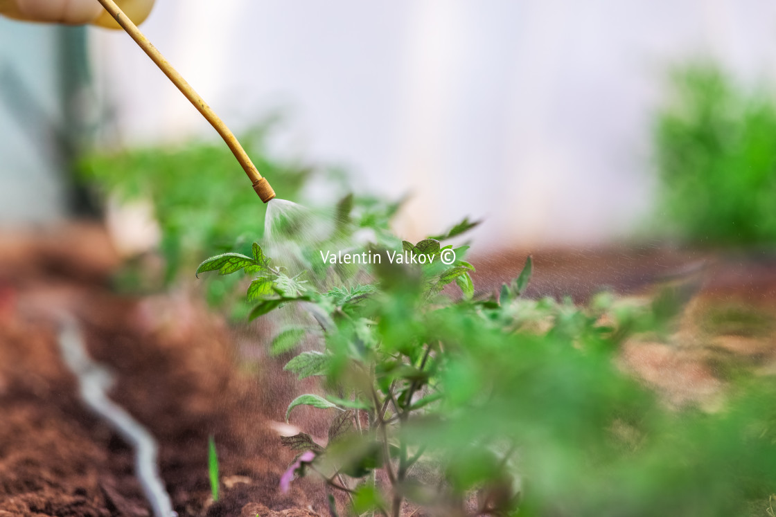 "Farmer spraying vegetable green plants in the garden with herbicides, pesticides or insecticides." stock image