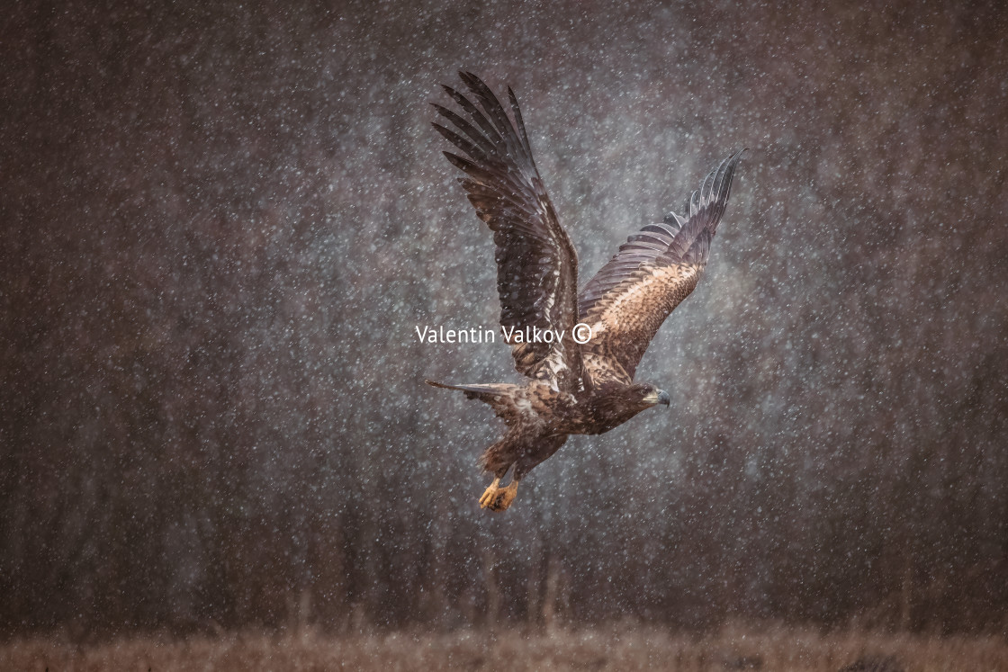 "Flying golden white tailed eagle with open wings attack landing swoop hand" by Valentin Valkov - $24.48 "Flying golden white tailed eagle with open wings attack landing swoop hand" stock image