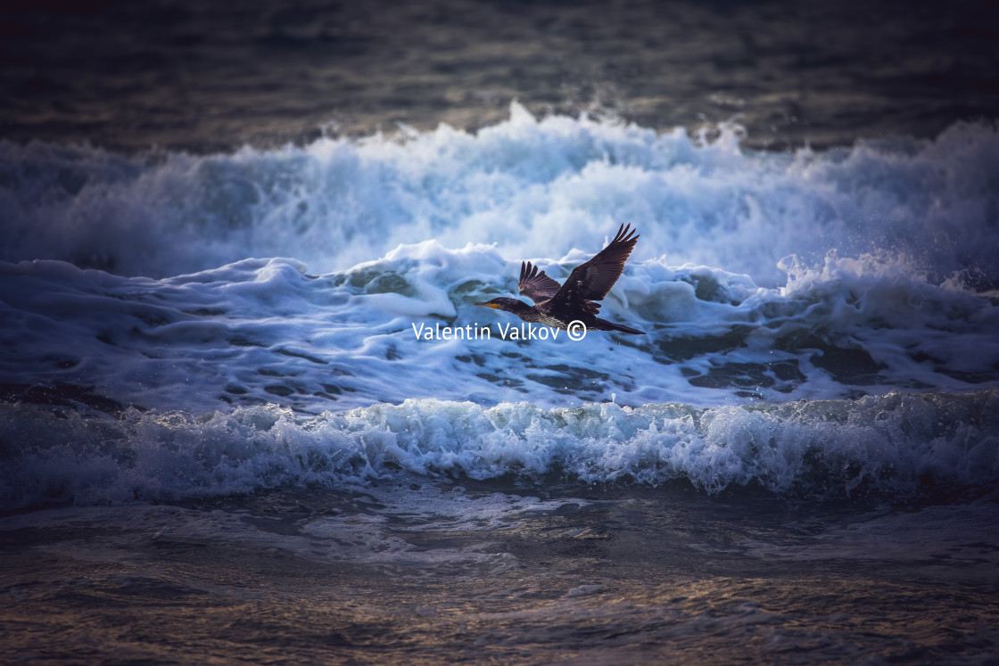 "Great cormorant or Phalacrocorax carbo bird flying near the sea waves during sunrise and splashing waves" by Valentin Valkov - $24.48 "Great cormorant or Phalacrocorax carbo bird flying near the sea waves during sunrise and splashing waves" stock image