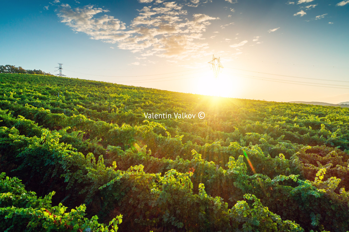 "Vineyard rows in countryside, scenic sunrise before the start of grape harvest" by Valentin Valkov - $24.48 "Vineyard rows in countryside, scenic sunrise before the start of grape harvest" stock image