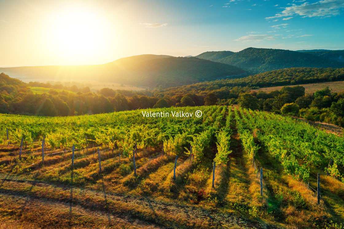"Vineyard agricultural fields in the countryside, beautiful aerial landscape during sunrise" by Valentin Valkov - $24.48 "Vineyard agricultural fields in the countryside, beautiful aerial landscape during sunrise" stock image
