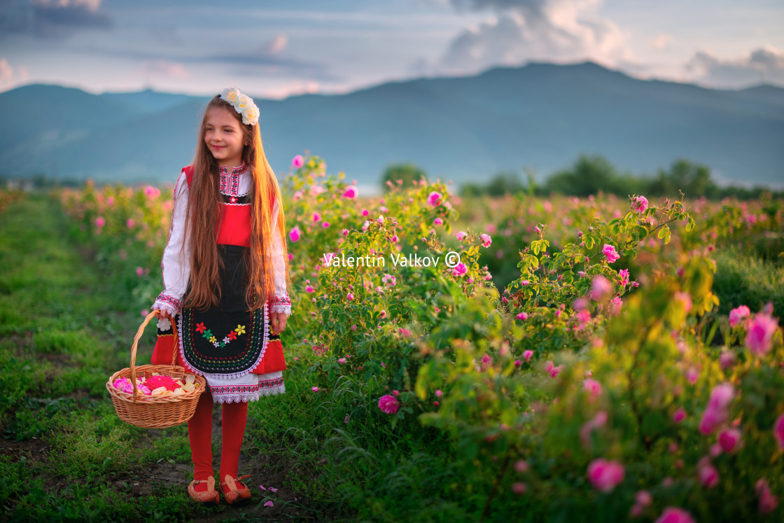 "Bulgarian Rose Damascena field, Roses valley Kazanlak, Bulgaria. Girl in ethnic folklore clothing harvesting oil-bearing roses at sunrise" by Valentin Valkov - $24.48 "Bulgarian Rose Damascena field, Roses valley Kazanlak, Bulgaria. Girl in ethnic folklore clothing harvesting oil-bearing roses at sunrise" stock image