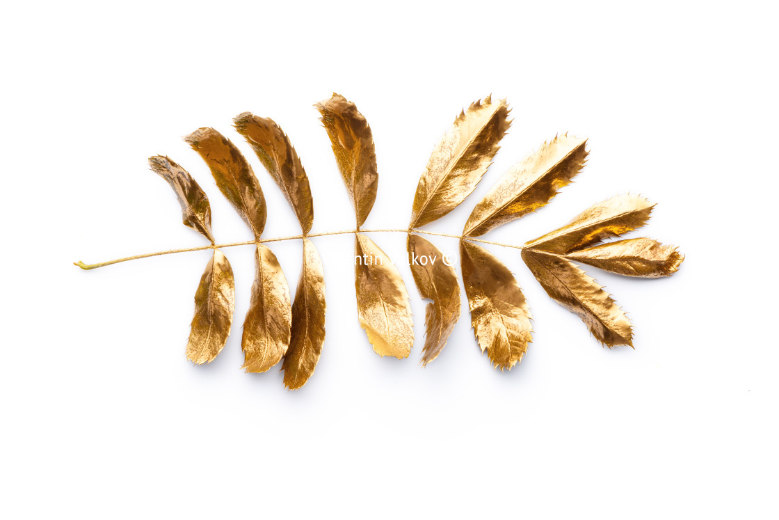 "Golden tropical leaf, gold leaf isolated on white background" by Valentin Valkov - $38.02 "Golden tropical leaf, gold leaf isolated on white background" stock image