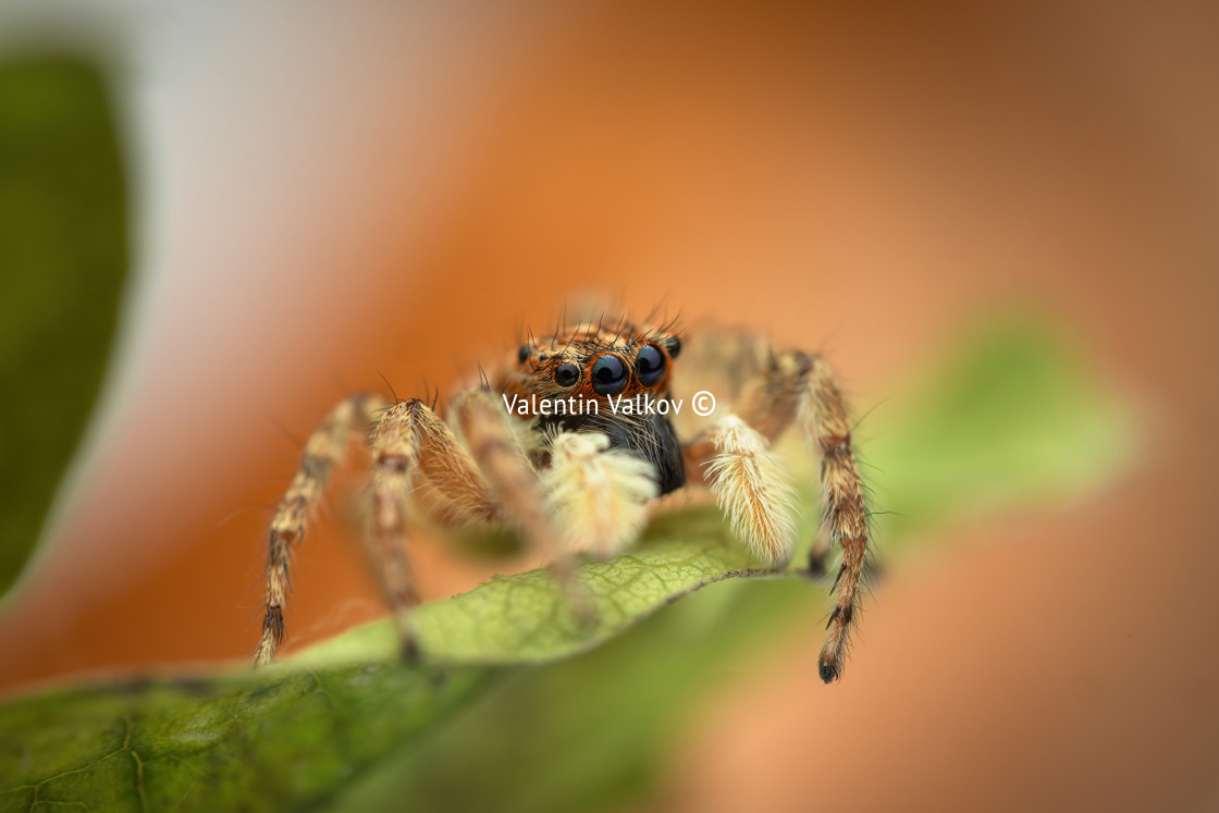 "Jumping spidermacro closeup shot on a green leaf" stock image