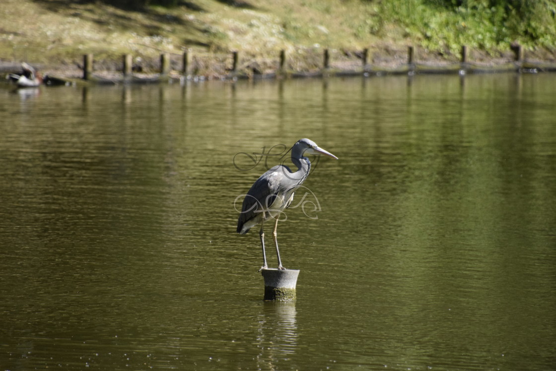 "Heron standing in the middle of a lake" stock image