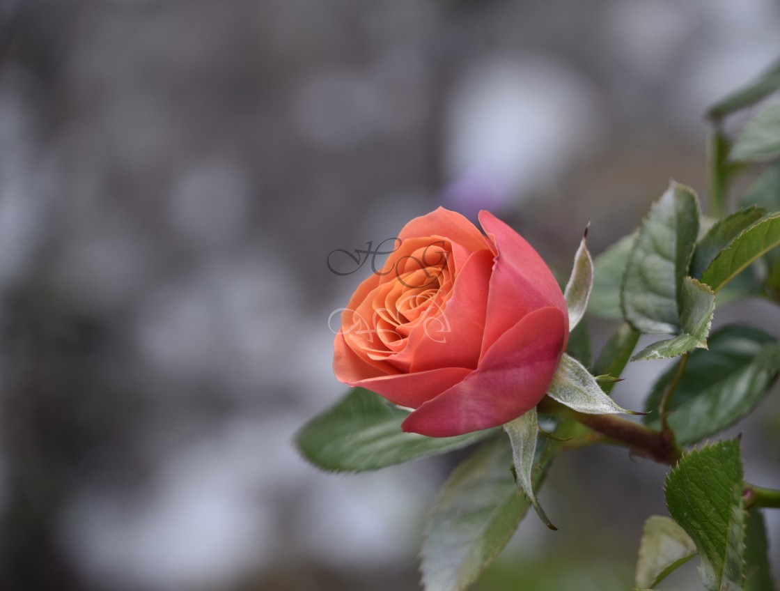 "Coral coloured rosebud, coming into bloom" stock image