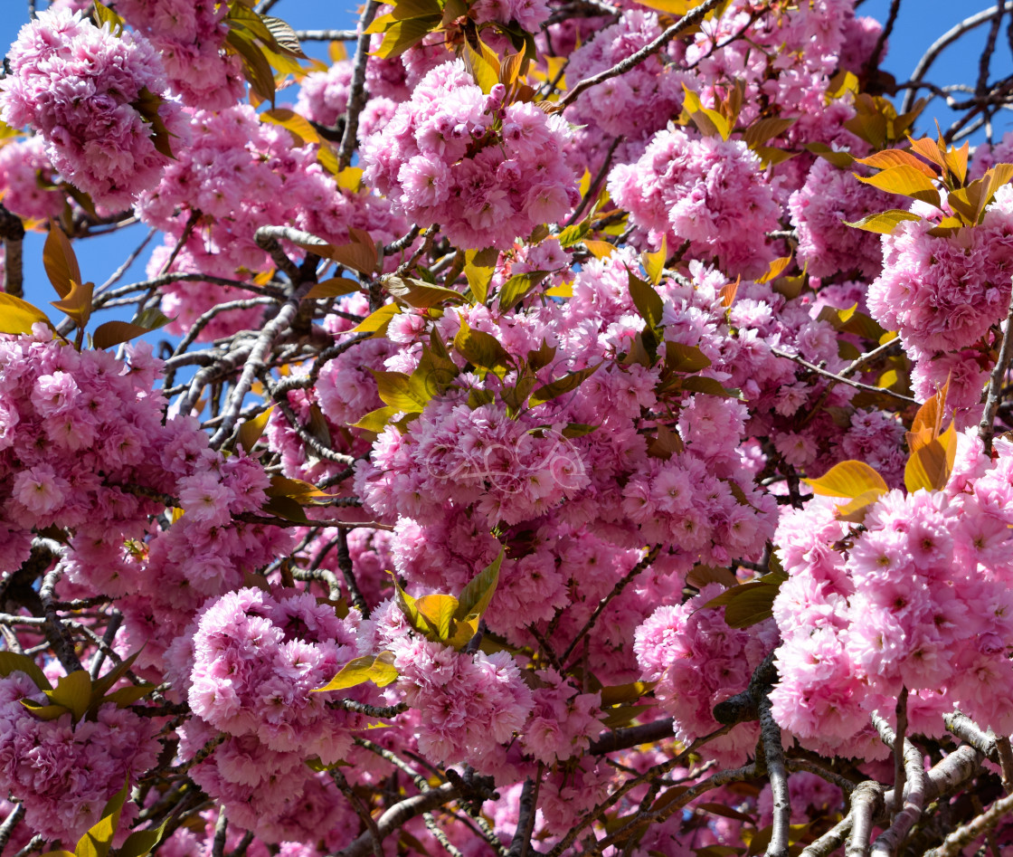 "Cherry Blossom in April" stock image