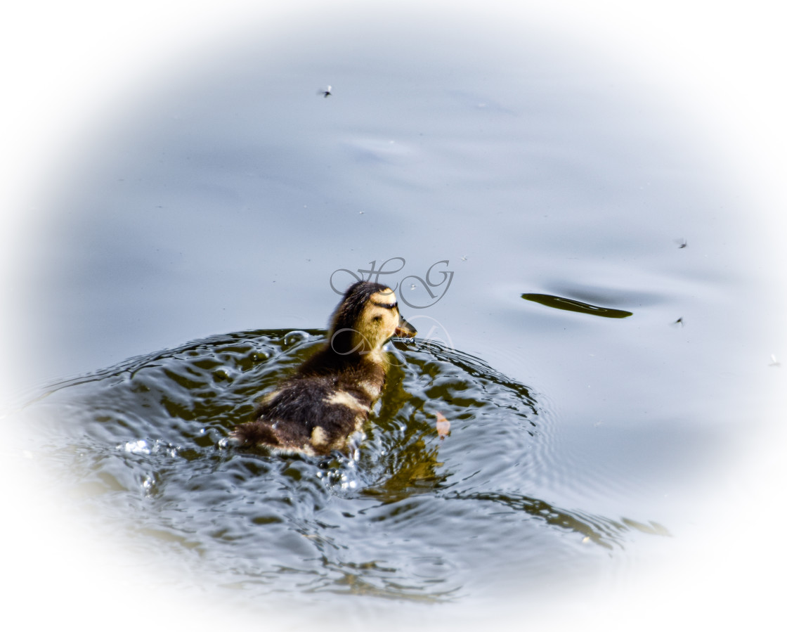 "Little duckling, paddling across the water" stock image