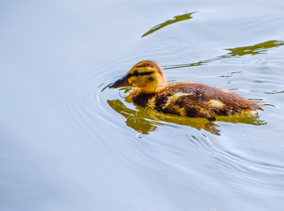 "Duckling on the lake" stock image