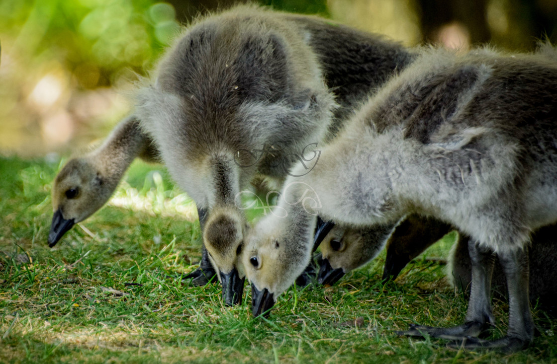 "Goslings busily feeding on the grass together" stock image