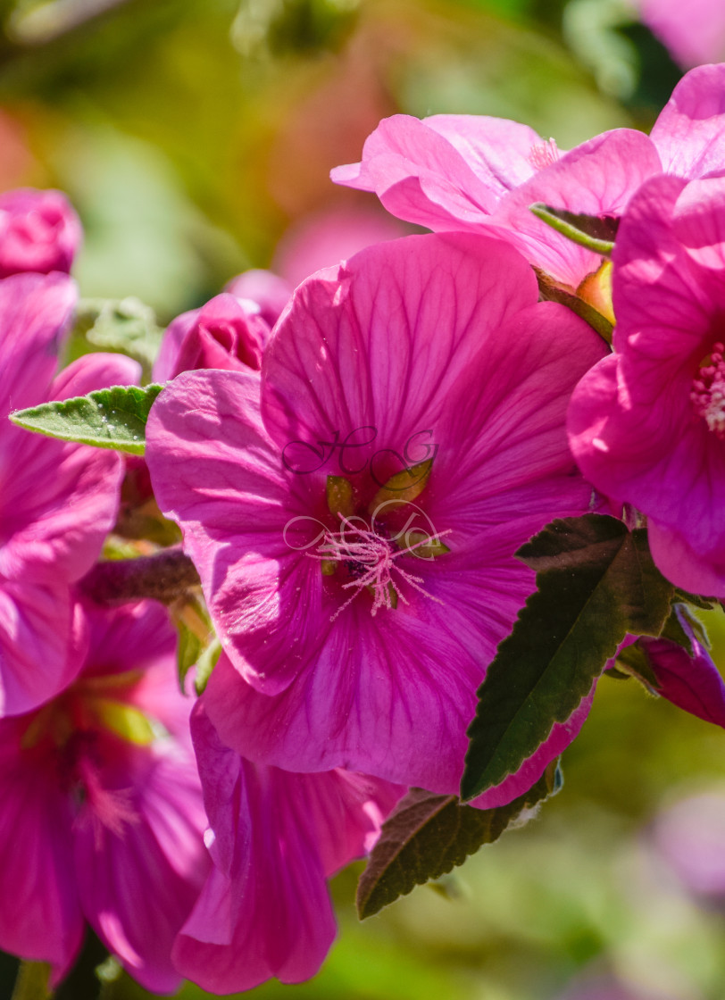 "Pretty pink flowers" stock image