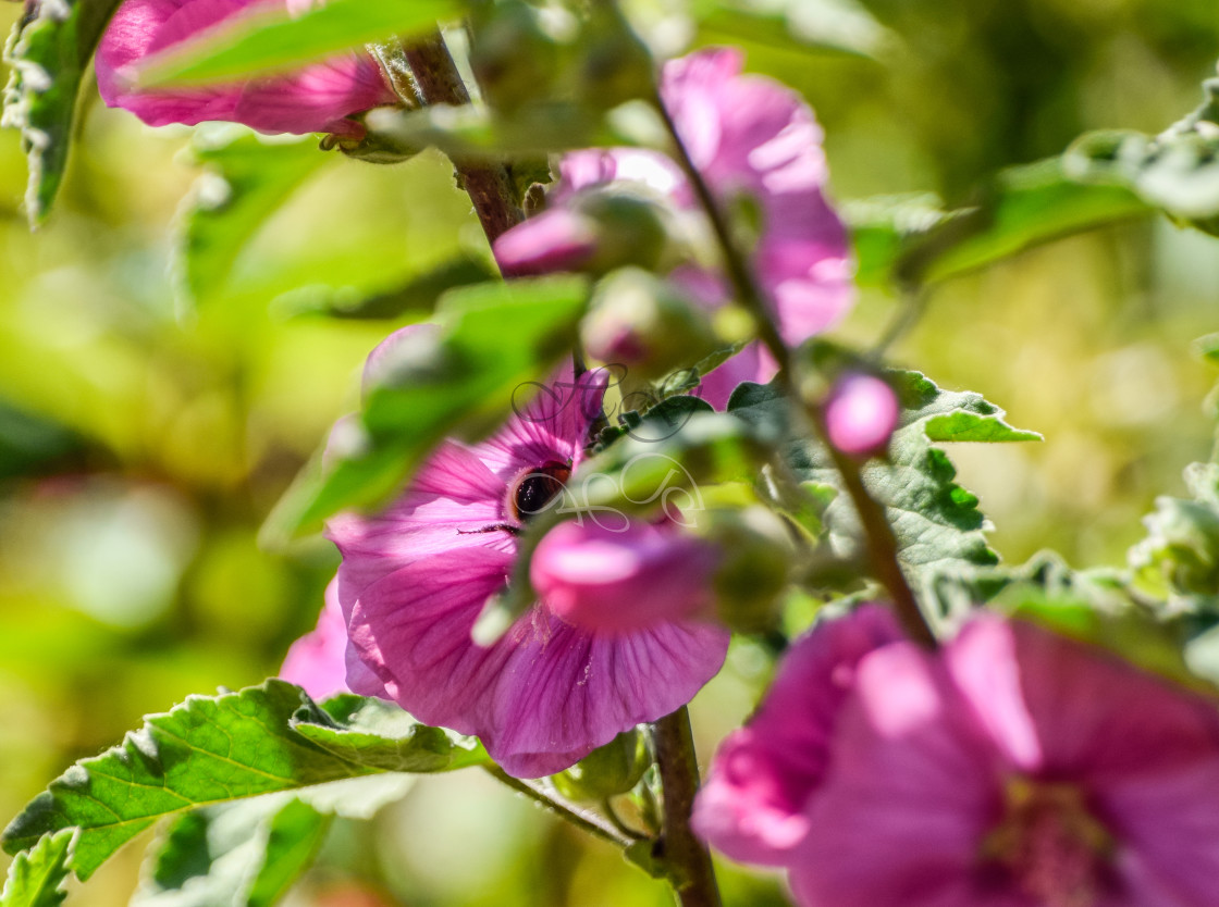 "Bee hiding in centre of pink flower" stock image