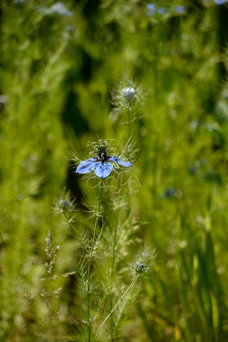 "Single cornflower, surrounded by green" stock image