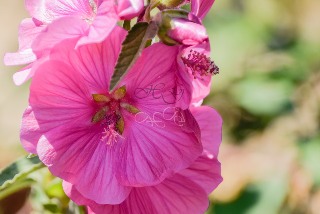 "Close up of pretty pink flower" stock image