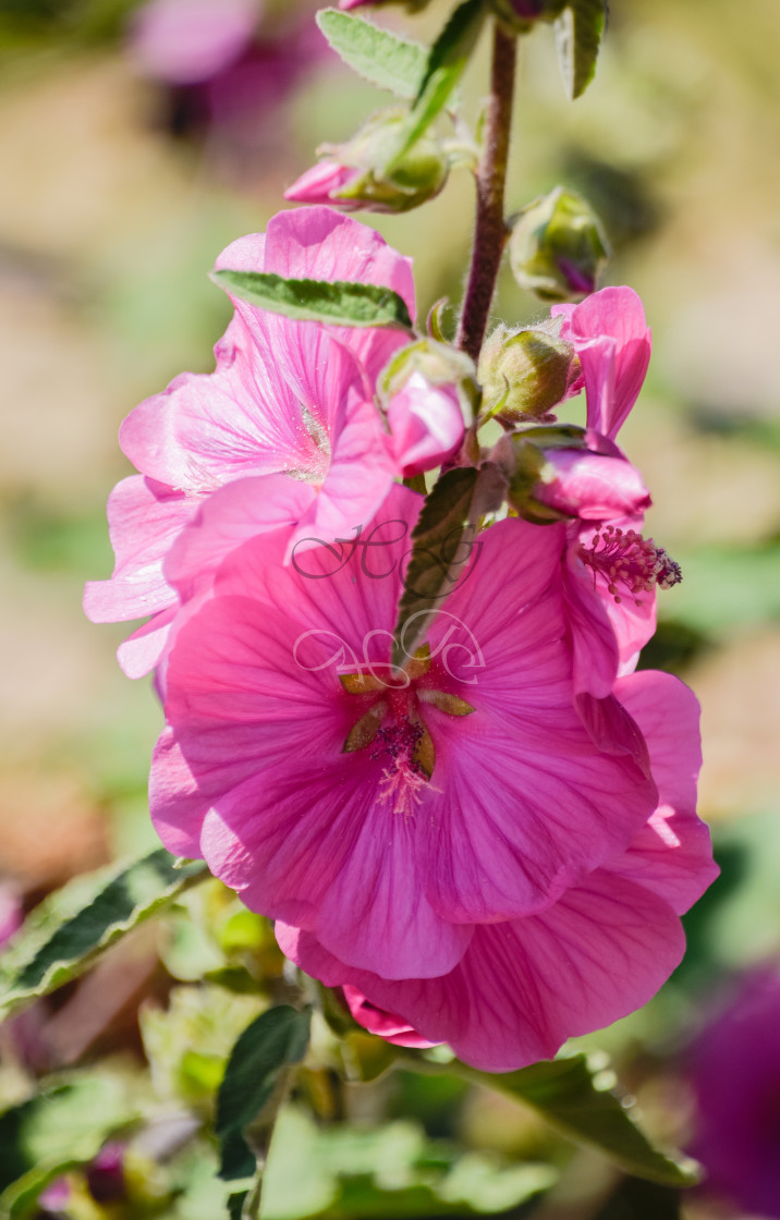 "Suspended pink flower head" stock image