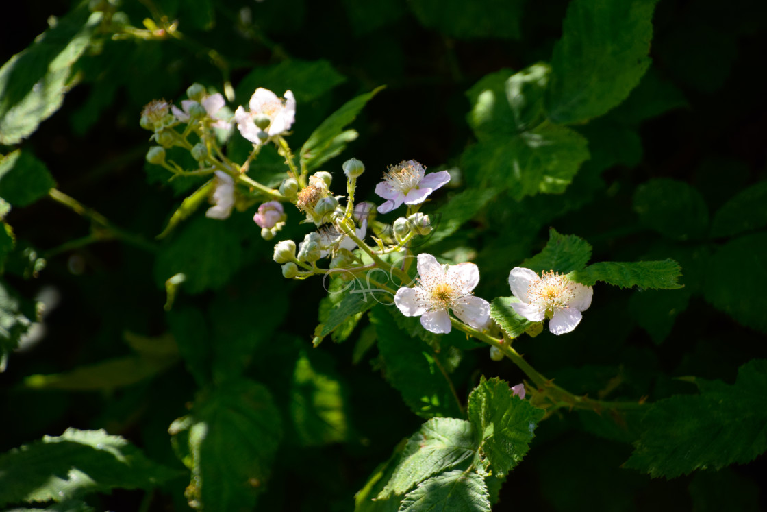 "Blackberry flowers" stock image