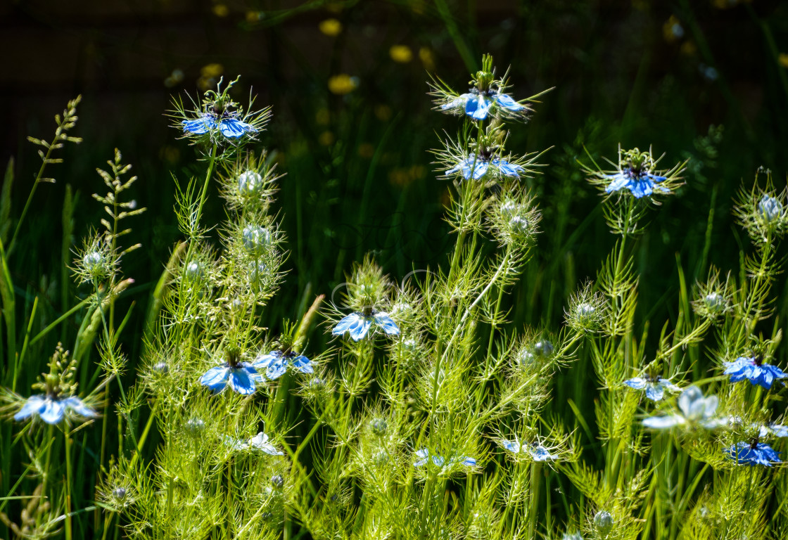 "Cornflowers in sunlight" stock image