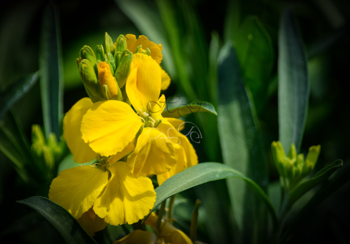 "Yellow wallflower with dark vignette" stock image