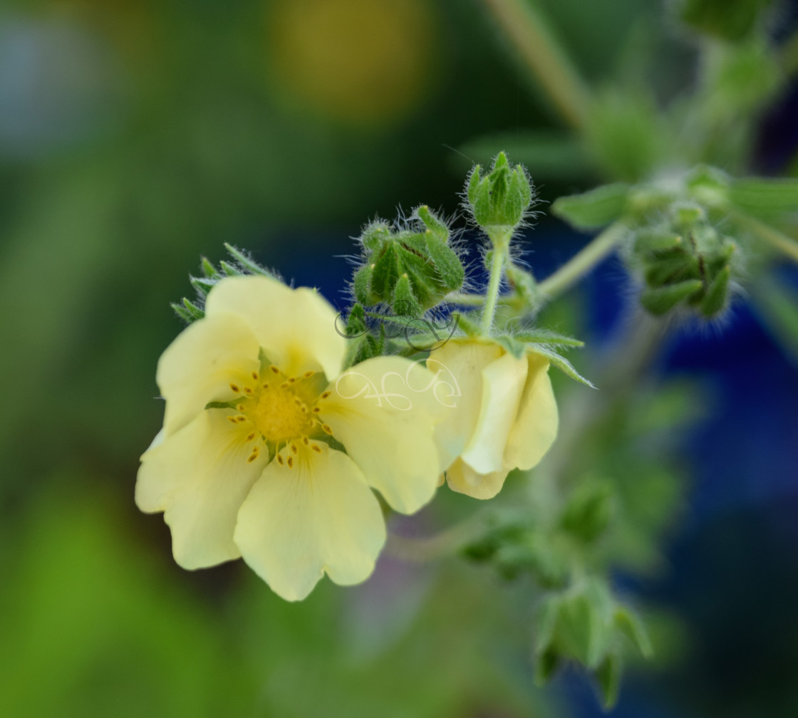 "Soft yellow flower" stock image