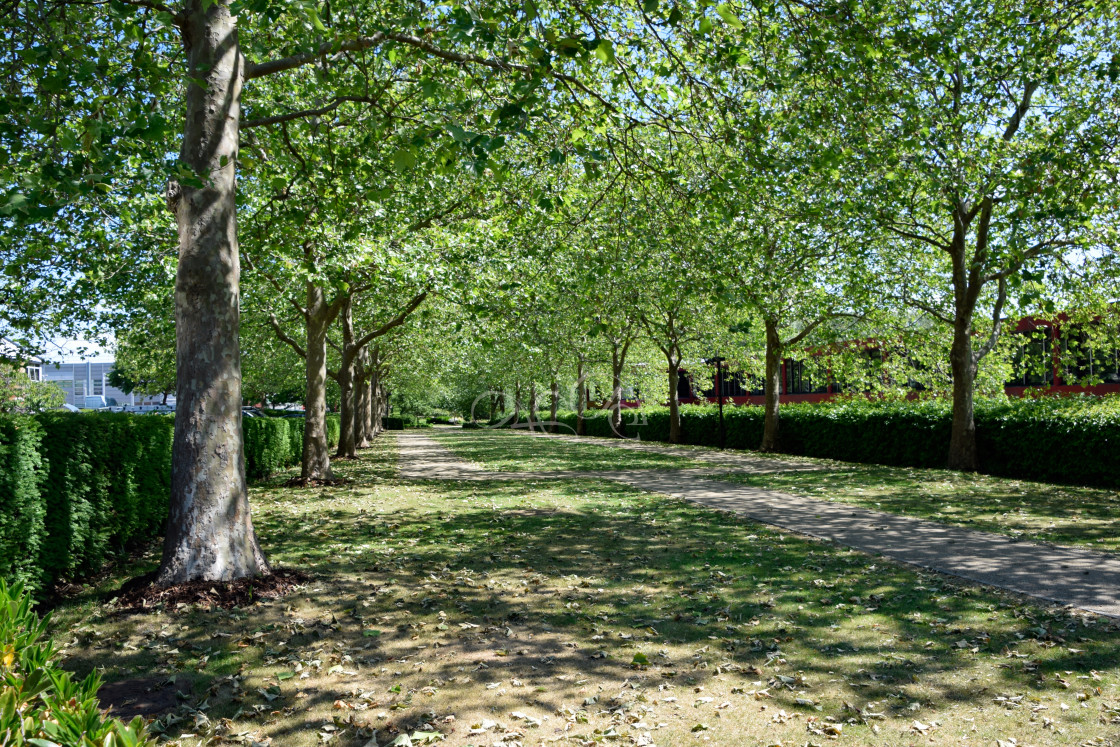 "Avenue of trees in a park" stock image