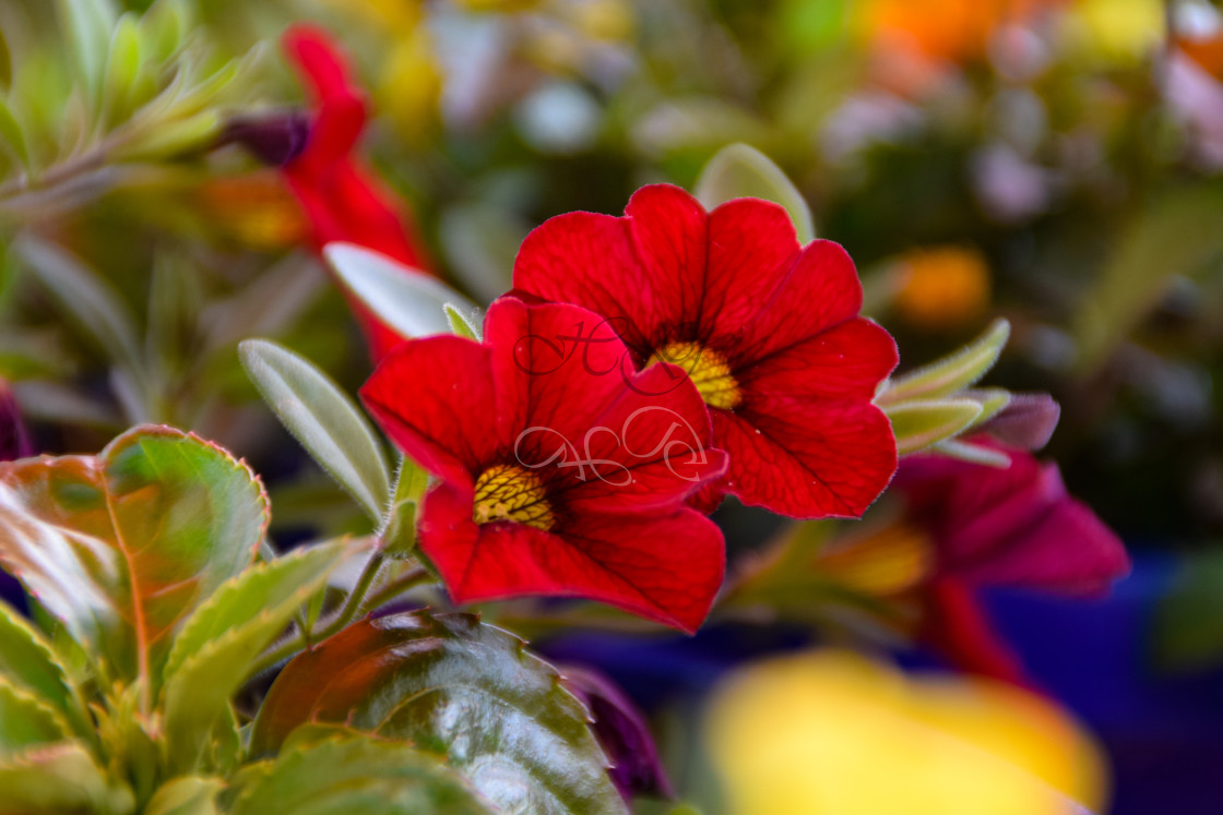 "Two red petunia blooms in a hanging basket" stock image