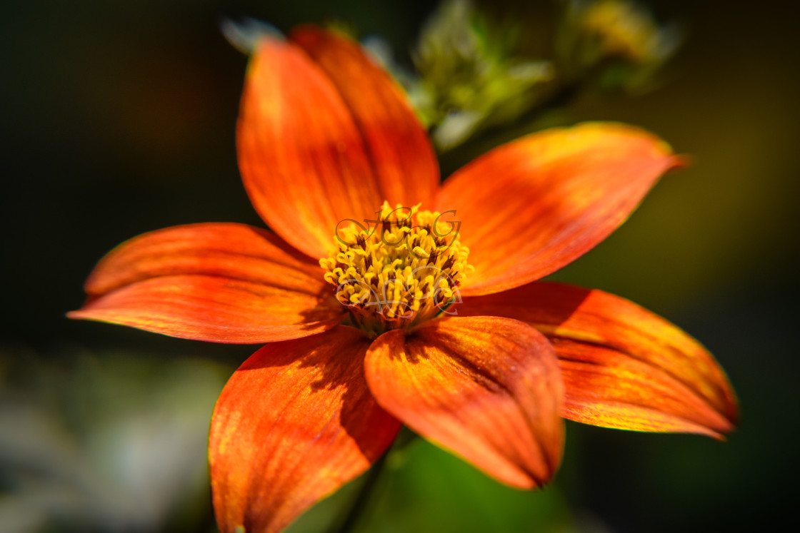 "Beautiful, orange 'Beedance' flower" stock image