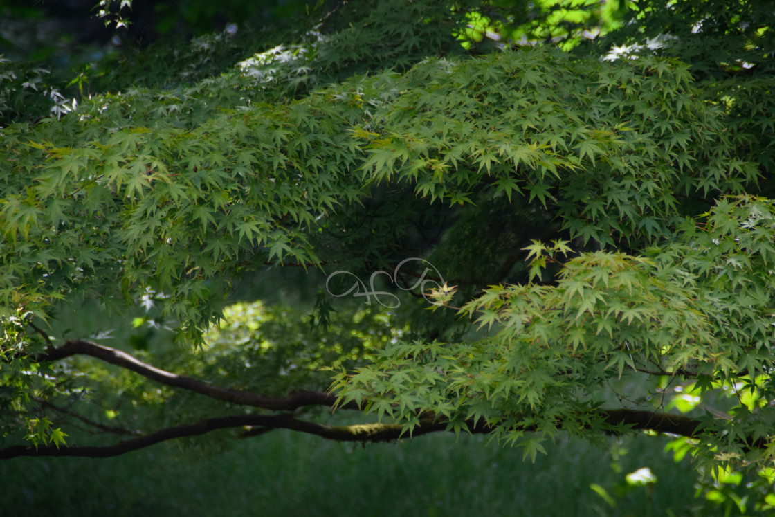 "Soft Green acer leaves at Westonbirt Arboretum" stock image