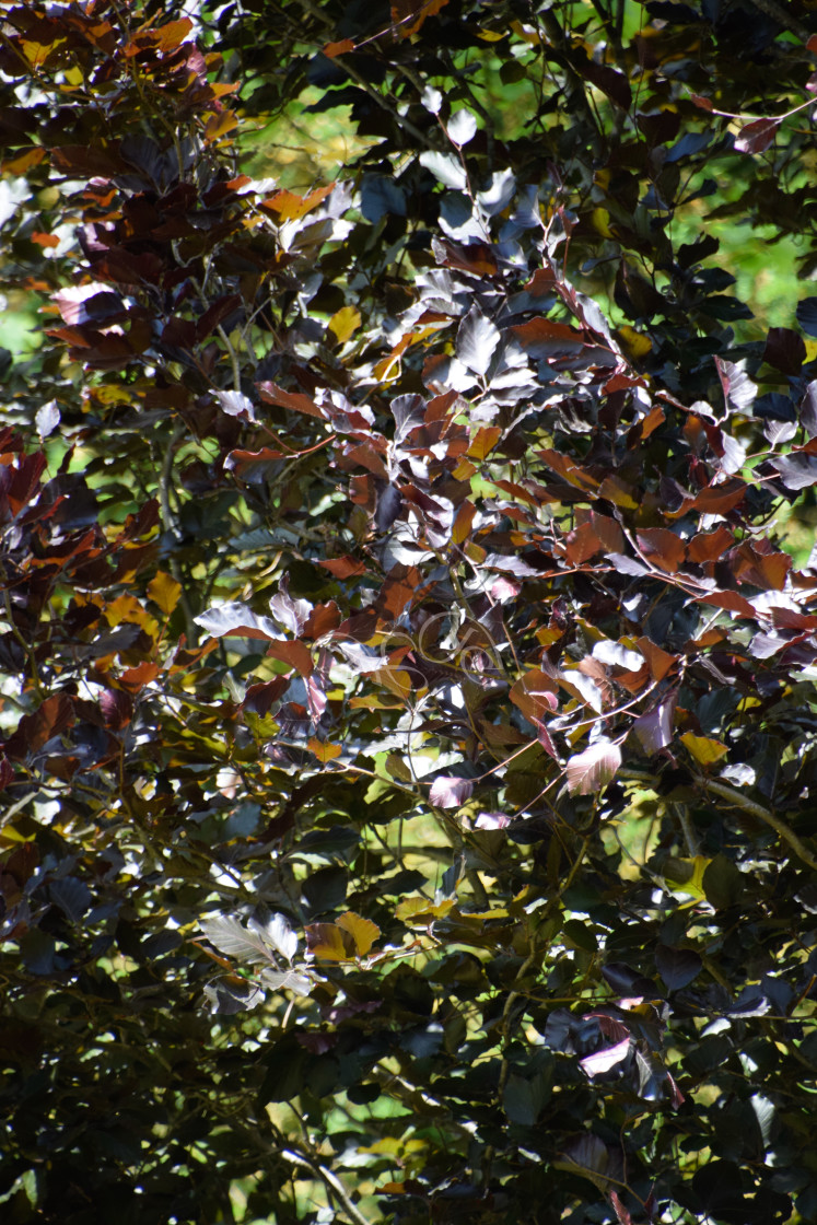 "Red and green foliage" stock image