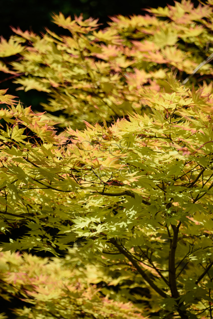 "Green acer foliage in the sunshine" stock image