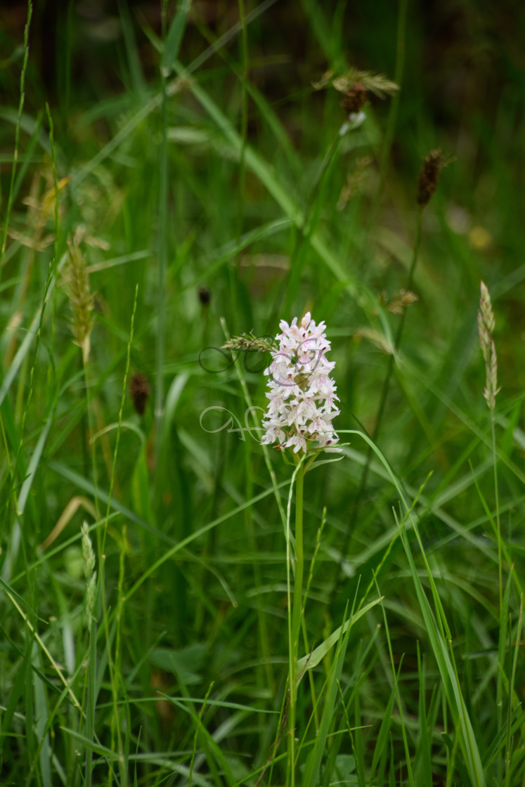 "Wild orchid in the grass" stock image