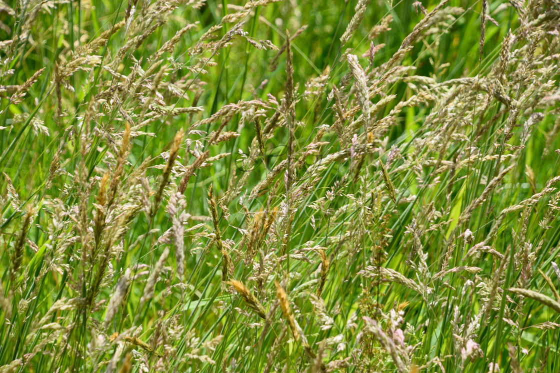 "Field of summer grasses" stock image