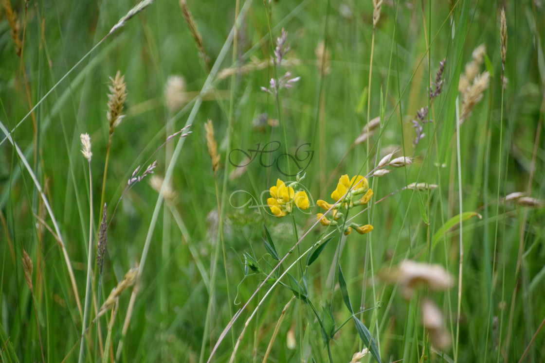 "Wild flowers in summer grass" stock image