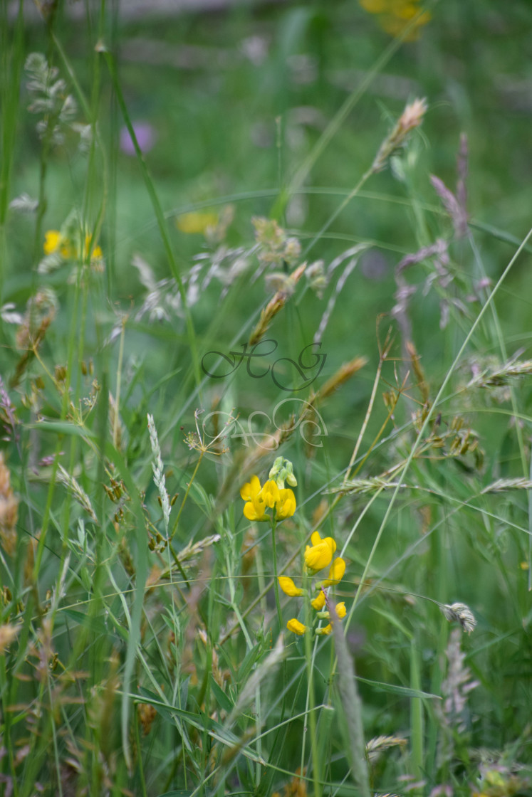 "Wild flowers in summer grasses" stock image