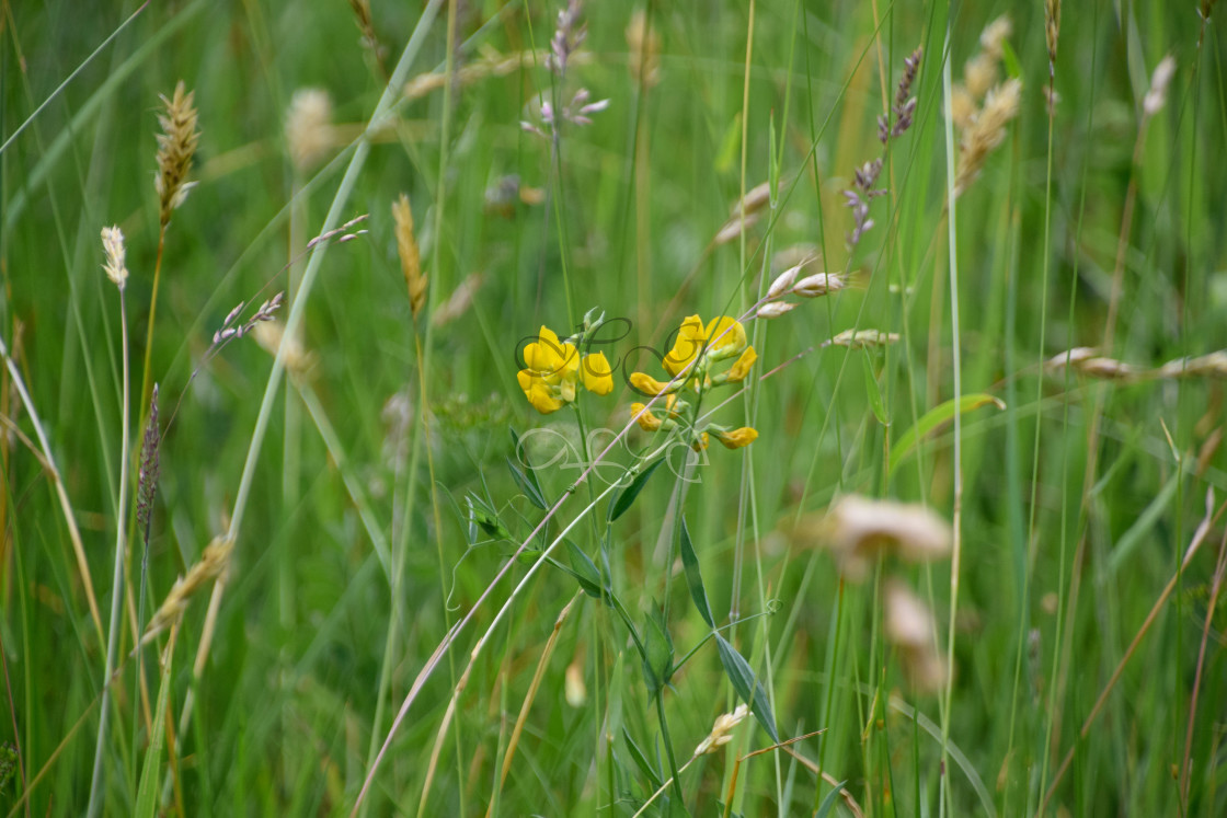 "Wild flowers in summer grass" stock image