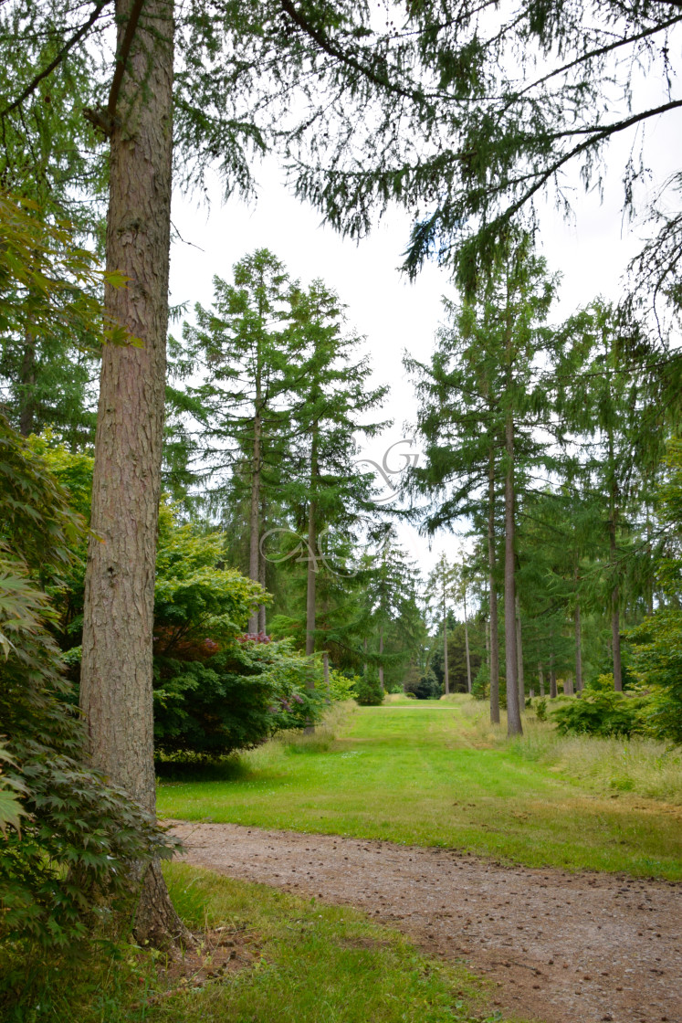 "Grassy pathway through the Arboretum" stock image