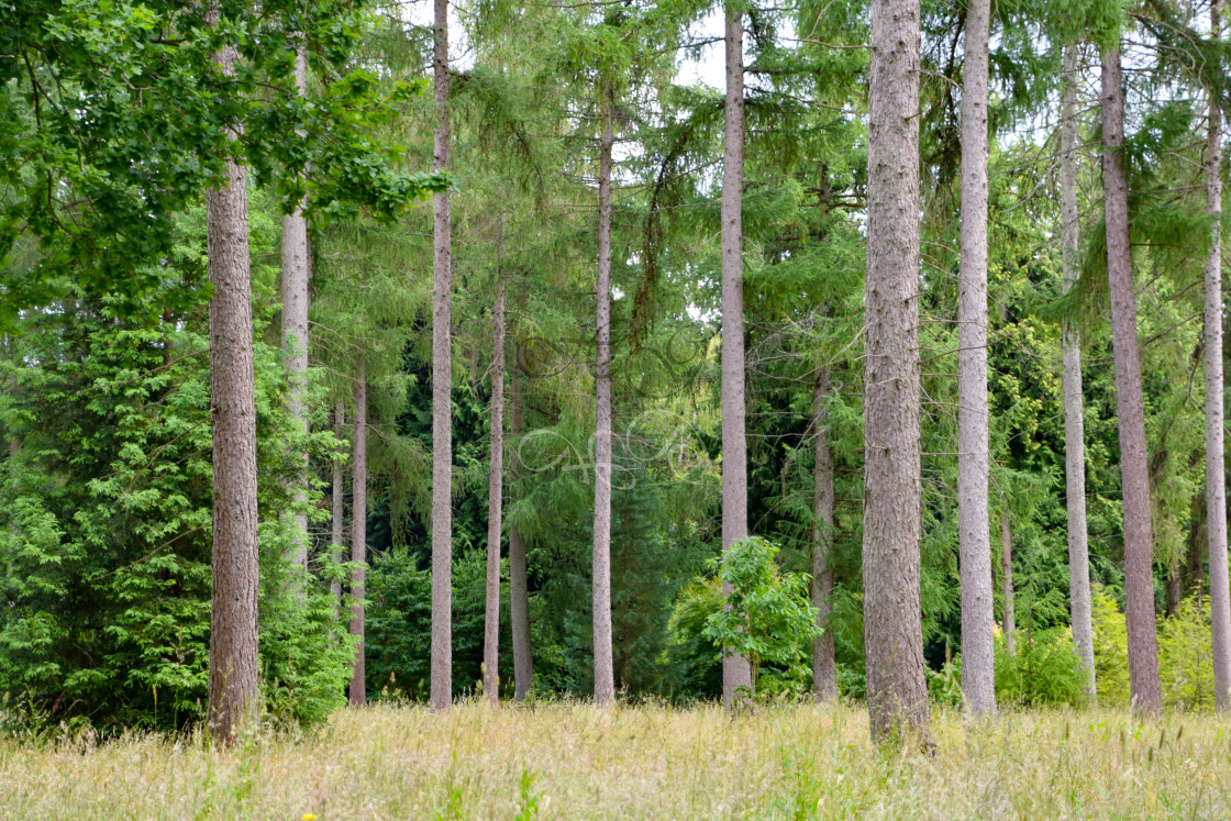 "Straight tree trunks in light woodland" stock image