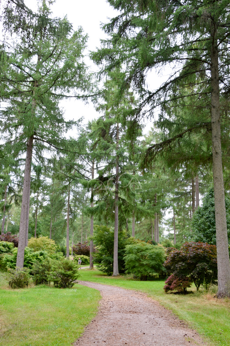 "Pathway through the Arboretum" stock image