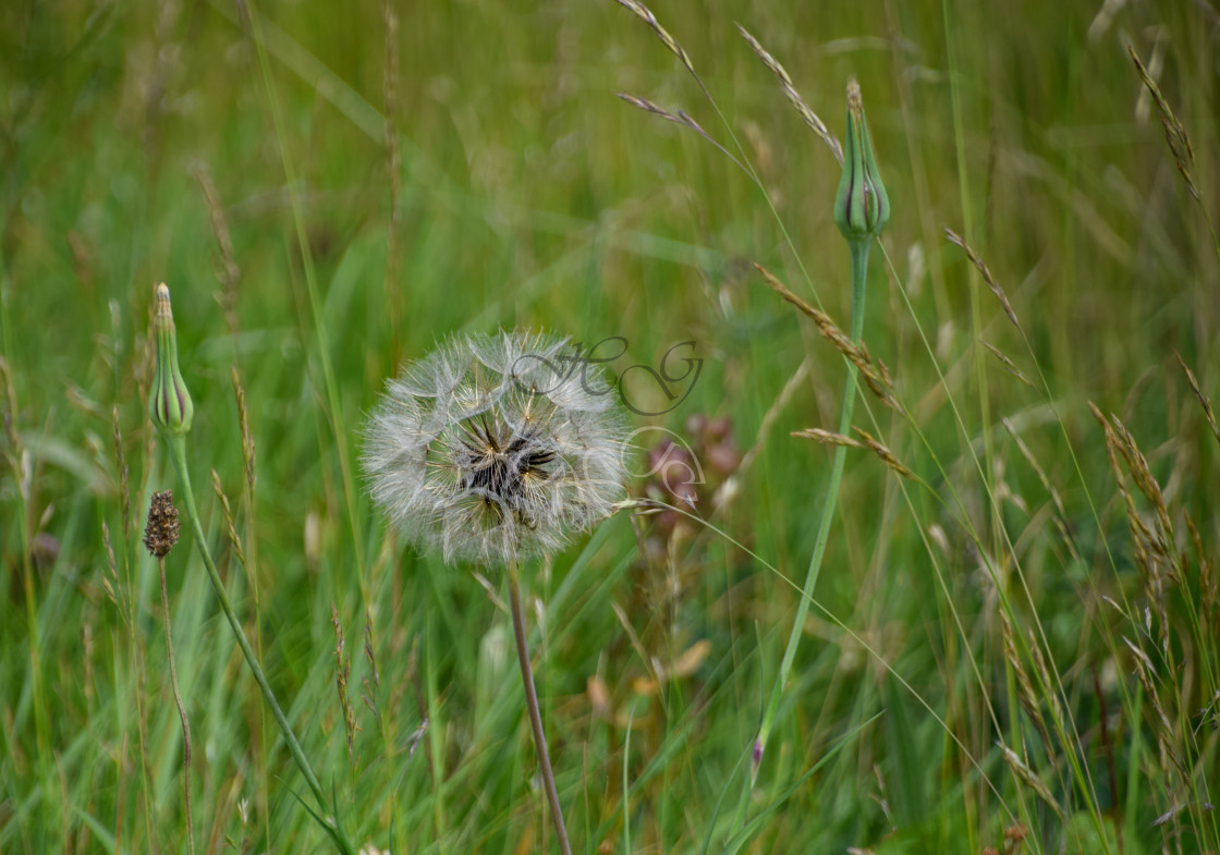 "Dandelion clock" stock image