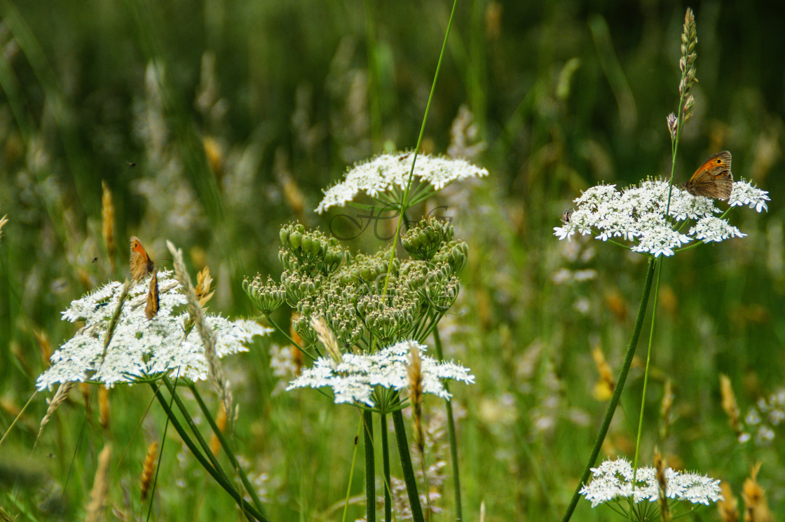 "Butterflies on the gypsy lace" stock image