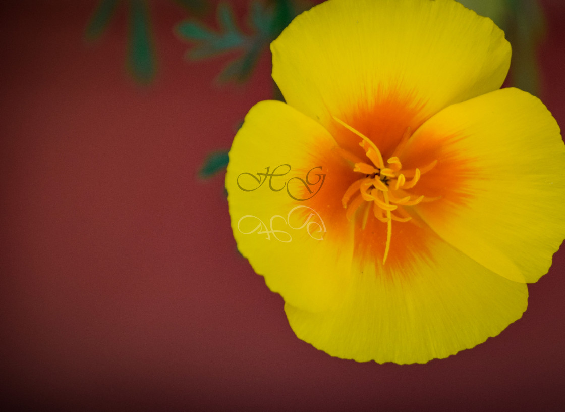 "Orange and yellow flower against dusky red background" stock image