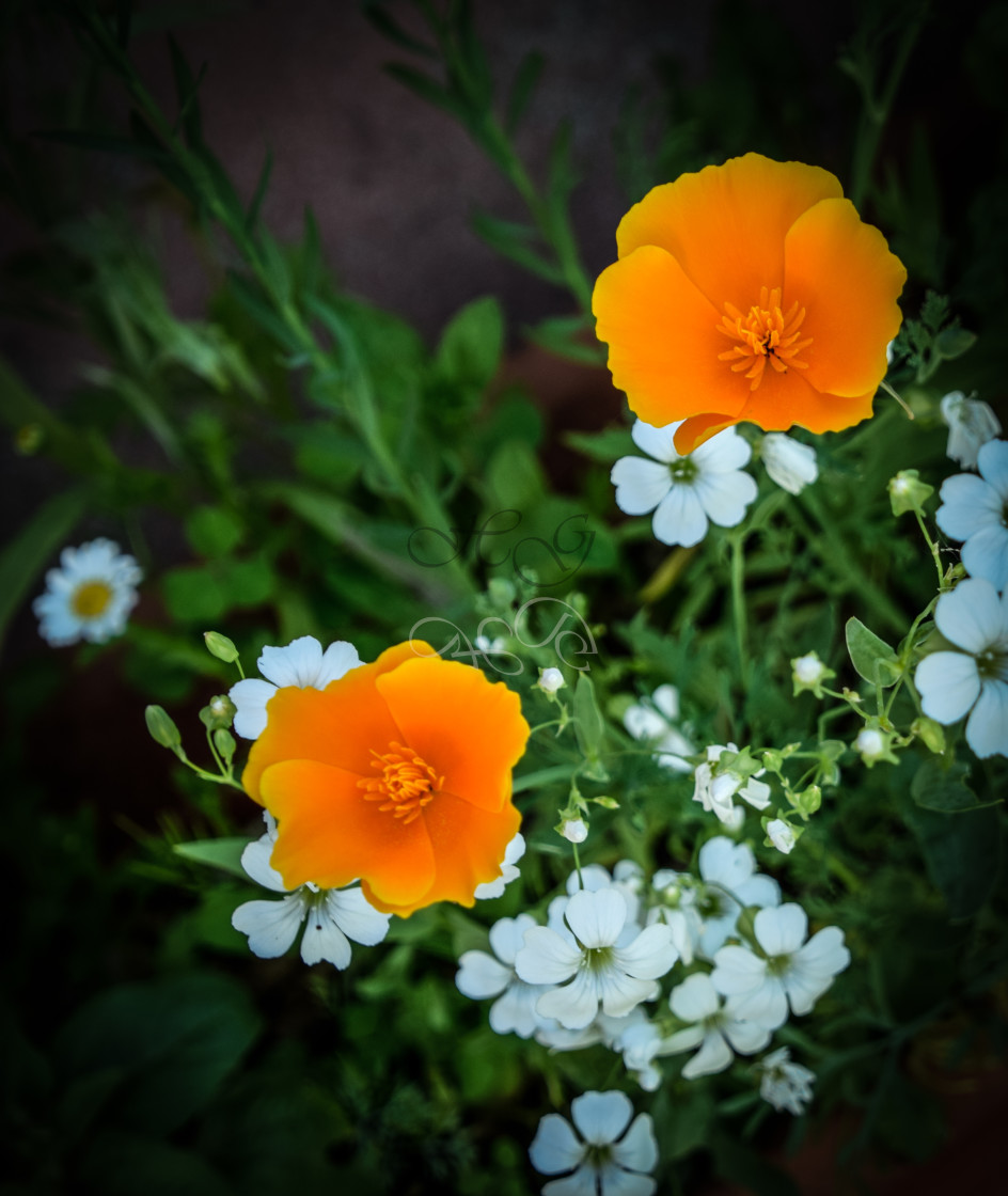 "Orange and white flowers" stock image