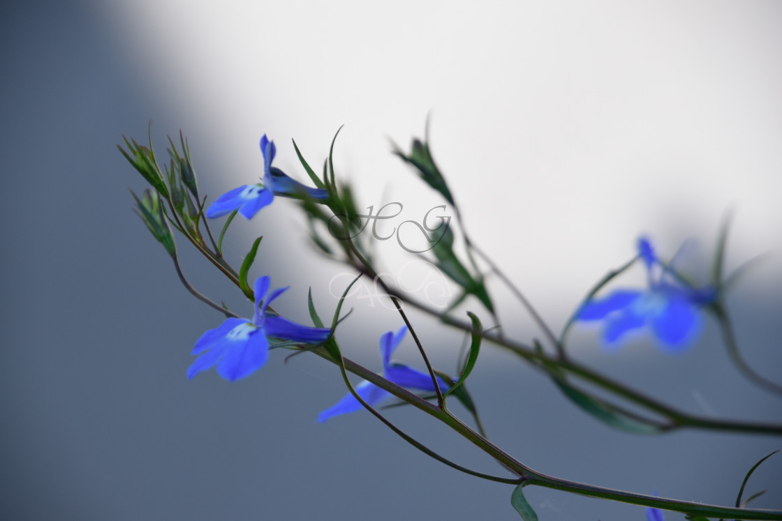 "Blue lobeliia frond against grey and white" stock image