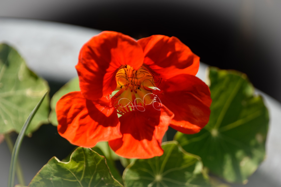 "Bright orange nasturtium flower" stock image