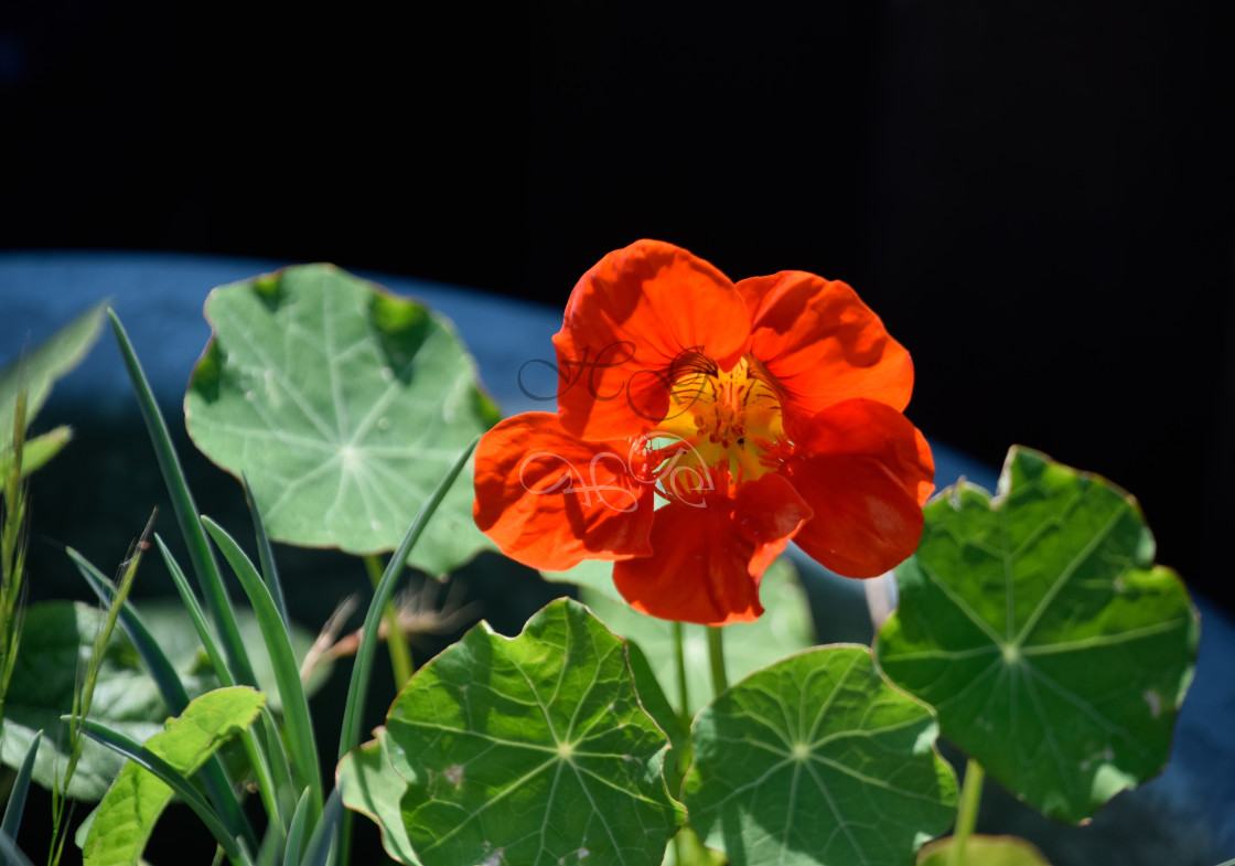 "Bright orange nasturtium in a blue basket" stock image