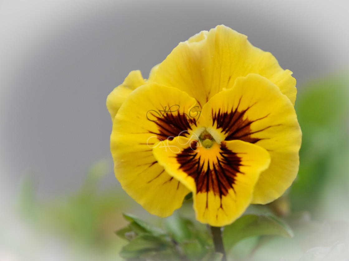 "Yellow pansy" stock image