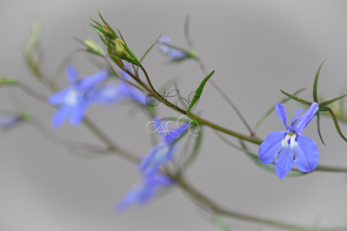 "Lobelia frond" stock image