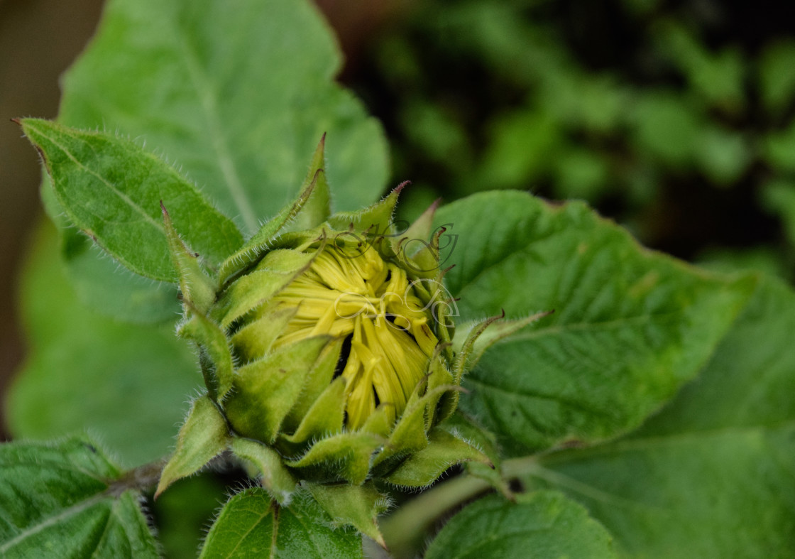 "Sunflower bud, about to open" stock image